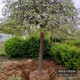 垂槐種植戶圖
