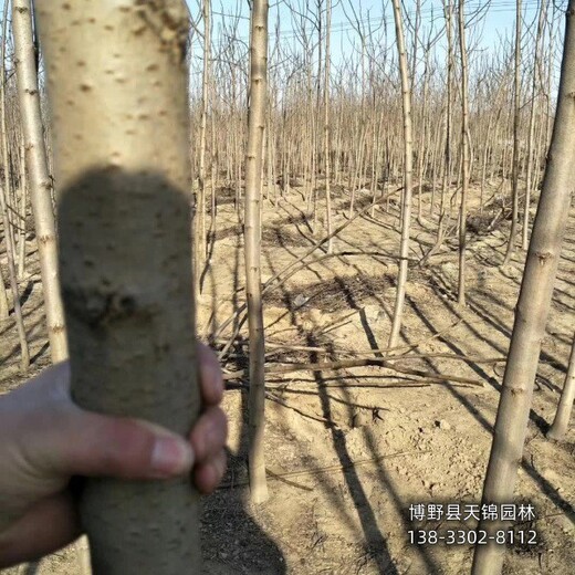 火炬树苗圃地保定,7公分火炬树,园林