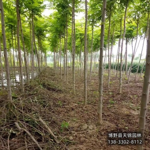 火炬树苗圃地保定,平头发帽火炬树,降价销售