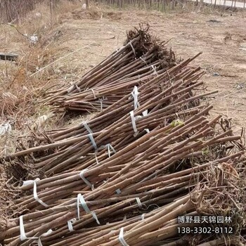 火炬樹當年苗保定,8公分火炬樹,價格多少