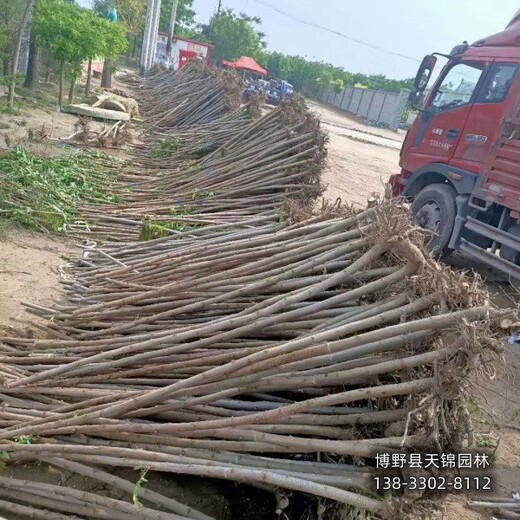 大規(guī)格火炬樹保定,平頭發(fā)帽火炬樹,綠化新品種