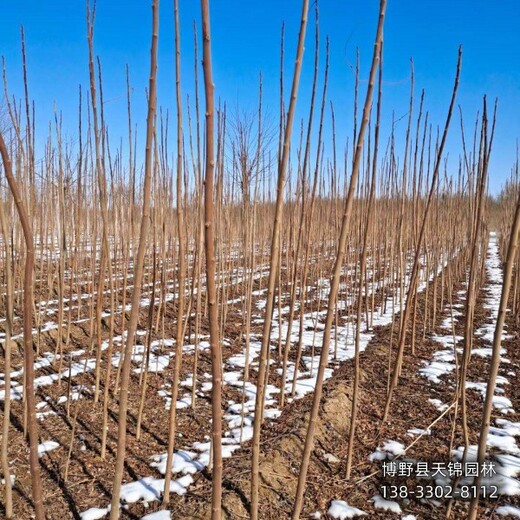 火炬树苗圃地保定,平头发帽火炬树,质优