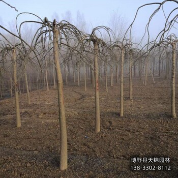 青海假植苗龙爪槐哪里便宜-金叶龙爪槐-嫁接龙爪槐销售