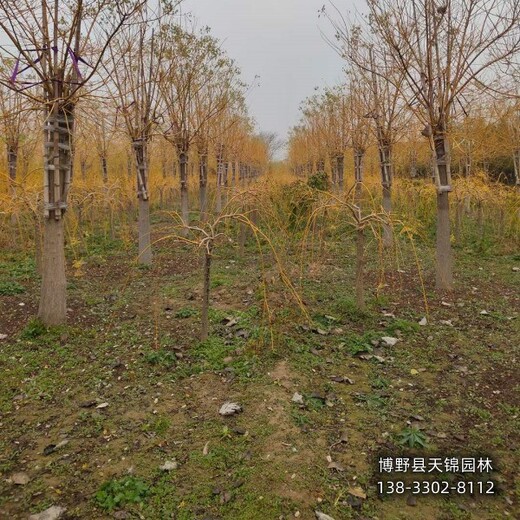 河北博野县假植苗龙爪槐货到付款-金枝龙爪槐-嫁接龙爪槐销售