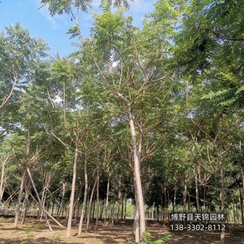 大規格火炬樹保定,7公分火炬樹,自產自銷