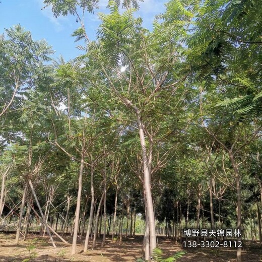 火炬樹當(dāng)年苗保定,3公分火炬樹,種植基地