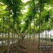 大規(guī)格火炬樹保定,火炬樹小苗,綠化新品種