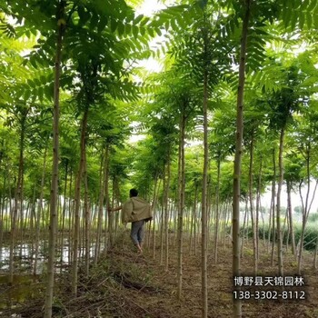 大規格火炬樹保定,7公分火炬樹,自產自銷