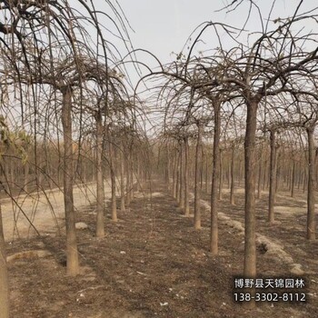 雄安地區嫁接樹龍爪槐退林銷售-金枝龍爪槐-大規格龍爪槐