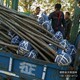 苗木質(zhì)量好圖