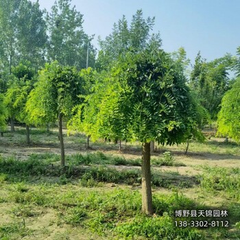 保定市定州6公分龍爪槐帶土球裝車-金枝龍爪槐-大規格龍爪槐