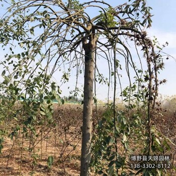 二次移栽龙爪槐提供技术指导,河北省望都县,垂槐种植户