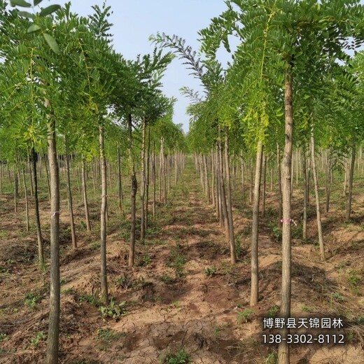 15公分龍爪槐提供技術指導,保定市滿城縣,經紀人