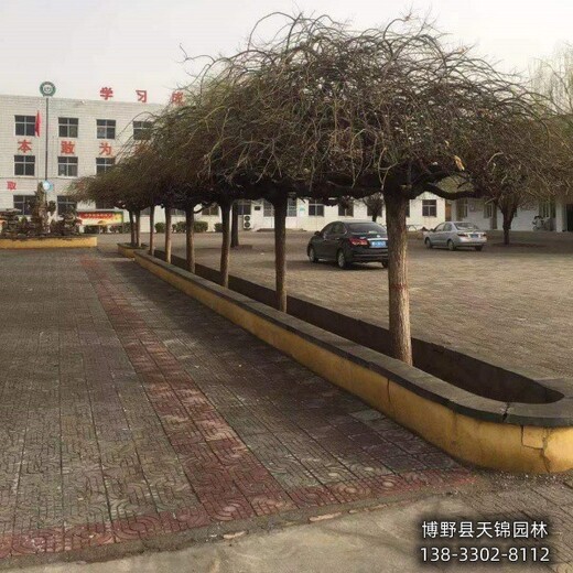 河北地區(qū)多年頭龍爪槐價格多少-金葉龍爪槐-大規(guī)格龍爪槐