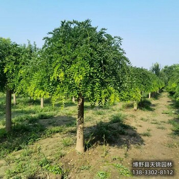 保定市定州6公分龍爪槐帶土球裝車-金枝龍爪槐-大規格龍爪槐