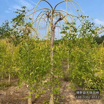 雄安地區嫁接樹龍爪槐退林銷售-金枝龍爪槐-大規格龍爪槐