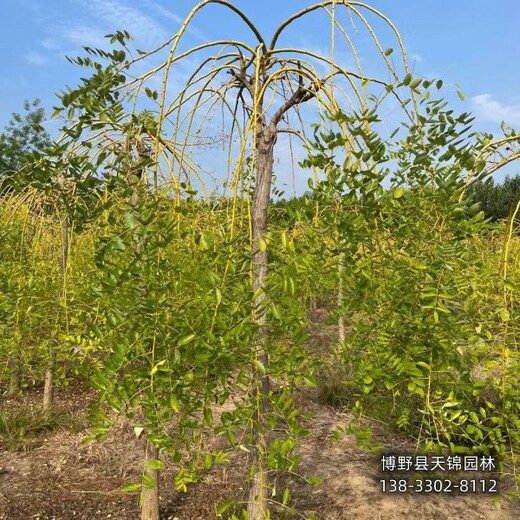 10公分龍爪槐提供技術(shù)指導(dǎo),保定市蠡縣,垂槐種植戶