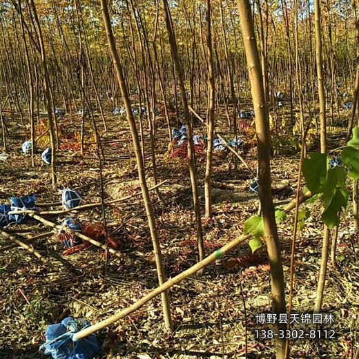 火炬树苗圃地保定,10公分火炬树,价格咨询