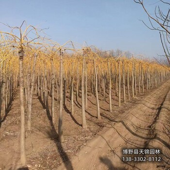 保定市定州6公分龍爪槐帶土球裝車-金枝龍爪槐-大規格龍爪槐