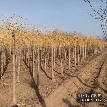 河北博野县假植苗龙爪槐货到付款-金枝龙爪槐-大规格龙爪槐