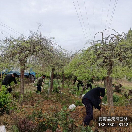 二次移栽龍爪槐提供技術(shù)指導(dǎo),河北省定州市,天錦園林