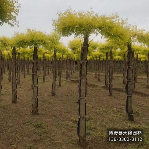 10公分龍爪槐提供技術(shù)指導(dǎo),河北省蠡縣,大規(guī)格垂槐