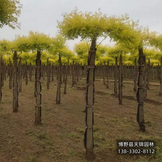 河北保定嫁接树龙爪槐来电咨询-金枝龙爪槐-嫁接龙爪槐销售