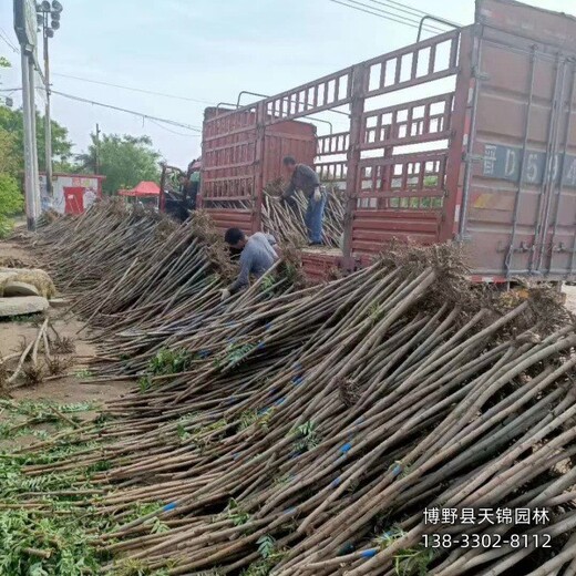火炬樹苗圃地保定,10公分火炬樹,農(nóng)戶種植