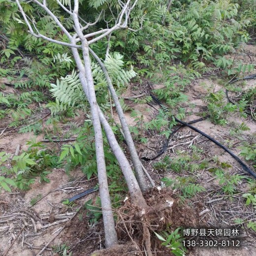 火炬樹苗圃地保定,4公分火炬樹,自產(chǎn)自銷