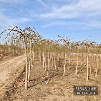 河北博野县假植苗龙爪槐货到付款-金枝龙爪槐-大规格龙爪槐