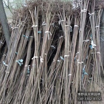 火炬樹(shù)苗圃地保定,火炬樹(shù)小苗,苗木質(zhì)量好