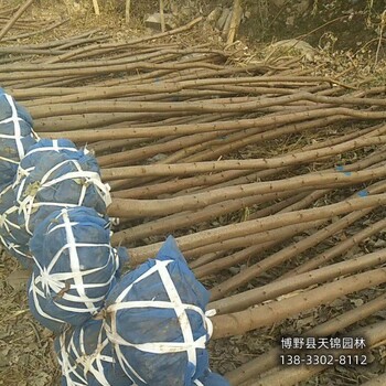 大規格火炬樹保定,7公分火炬樹,自產自銷