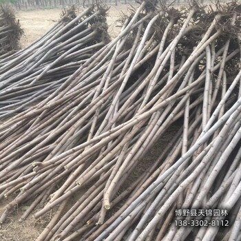 大規格火炬樹(shù)保定,8公分火炬樹(shù),園林