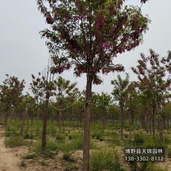 河北假植苗嫁接香花槐本地价格-紫花槐