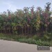 15公分香花槐提供技術(shù)指導(dǎo),保定安新縣,香花槐嫁接