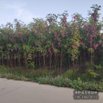 河北保定10公分嫁接香花槐自產(chǎn)自銷-五七香花槐