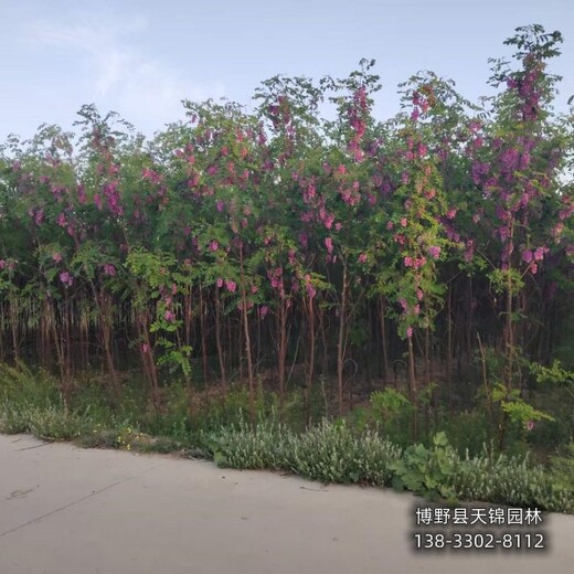 紫花槐-江蘇12公分嫁接香花槐自產(chǎn)自銷