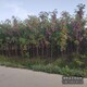 香花槐嫁接圖