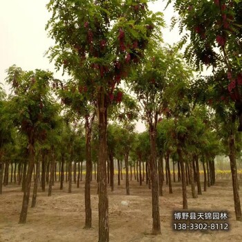 紅花槐-湖北6公分嫁接香花槐價(jià)格多少