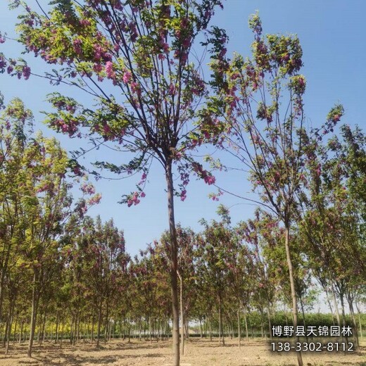 江蘇6公分嫁接香花槐哪里便宜-五七香花槐