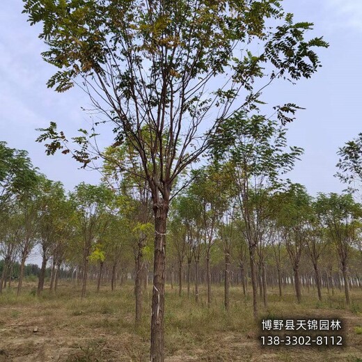 12公分香花槐提供技术指导,保定市望都县,经纪人