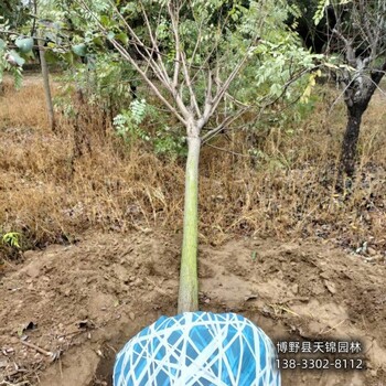 红花槐-保定市7公分嫁接香花槐本地价格