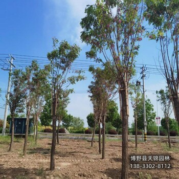 五七香花槐-河北博野县10公分嫁接香花槐退林销售