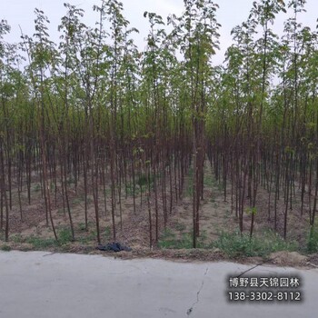 五七香花槐-湖北8公分嫁接香花槐本地價格