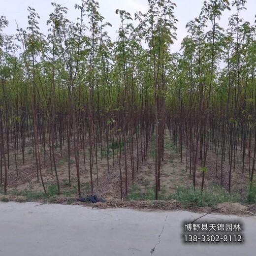 五七香花槐-山西多年頭嫁接香花槐價格行情