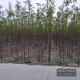 香花槐哪里便宜圖