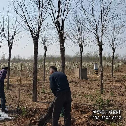 五七香花槐-青海6公分嫁接香花槐价格行情