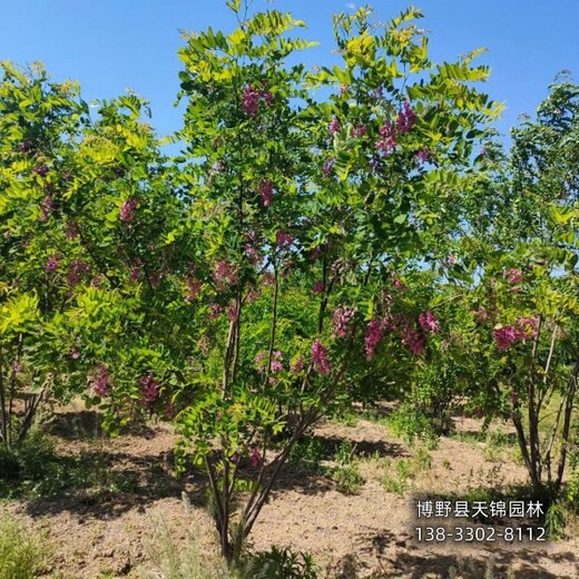 12公分香花槐提供技术指导,保定市博野县,苗木绿化商