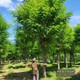 苗木綠化商圖