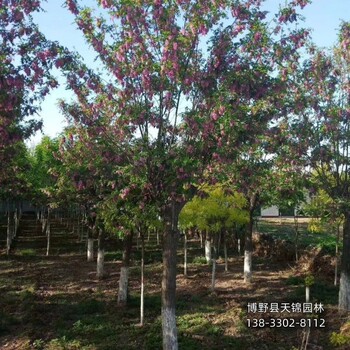 河南12公分嫁接香花槐退林銷售-紅花槐